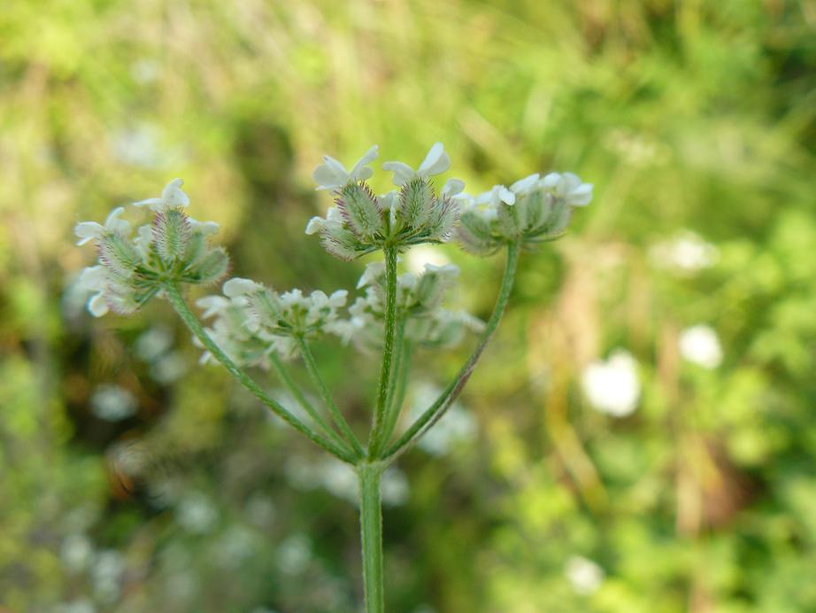 Torilis arvensis / Lappolina canaria